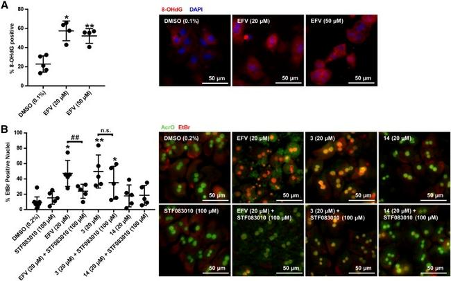 8-Hydroxyguanosine Antibody in Immunocytochemistry (ICC/IF)