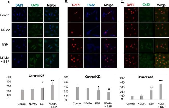 Connexin 32 Antibody in Immunocytochemistry (ICC/IF)
