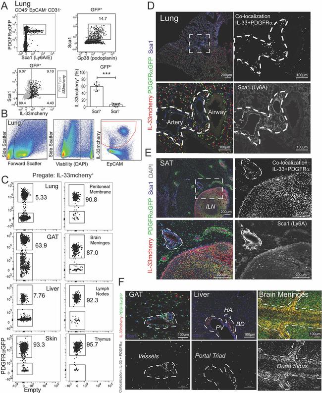 Ly-6A/E Antibody in Immunohistochemistry (IHC)
