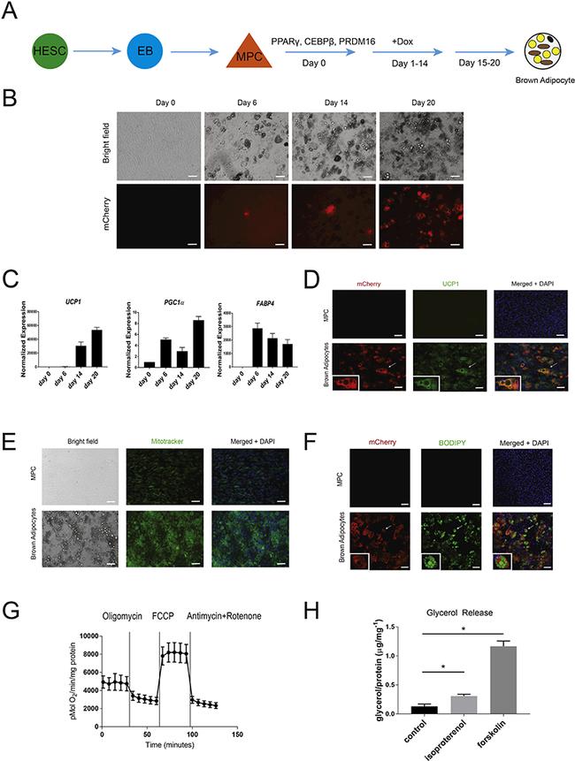 mCherry Monoclonal Antibody (16D7) (M11217)