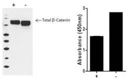 Multispecies beta Catenin (Total) InstantOne™ ELISA Kit
