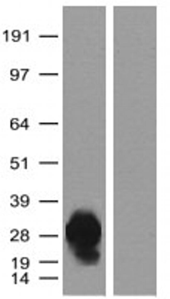 turboGFP Antibody in Western Blot (WB)