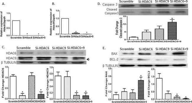 Bax Antibody in Western Blot (WB)