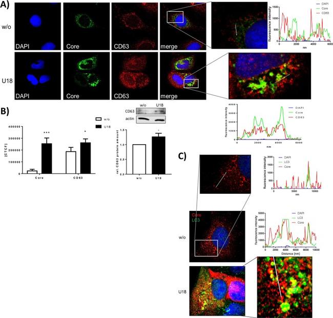 Hepatitis C Virus Core Antigen Antibody in Immunocytochemistry (ICC/IF)