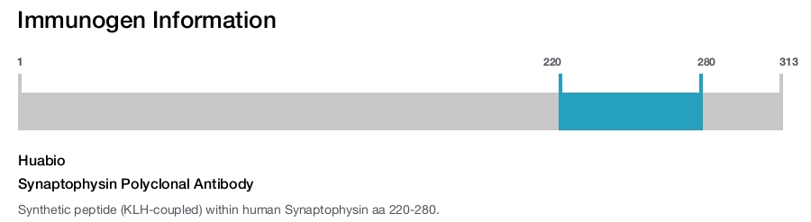 Synaptophysin Polyclonal Antibody