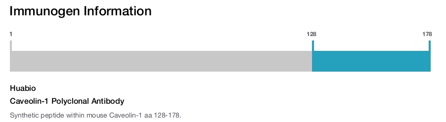 Caveolin-1 Polyclonal Antibody