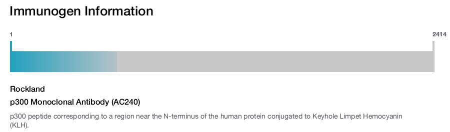 p300 Monoclonal Antibody (AC240)