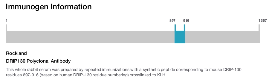 DRIP130 Polyclonal Antibody