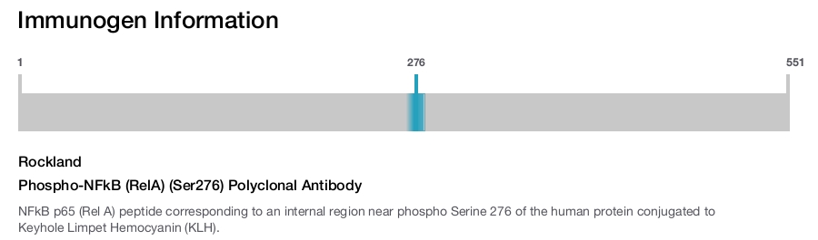 Phospho-NFkB (RelA) (Ser276) Polyclonal Antibody