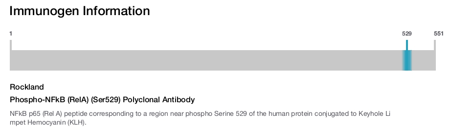 Phospho-NFkB (RelA) (Ser529) Polyclonal Antibody