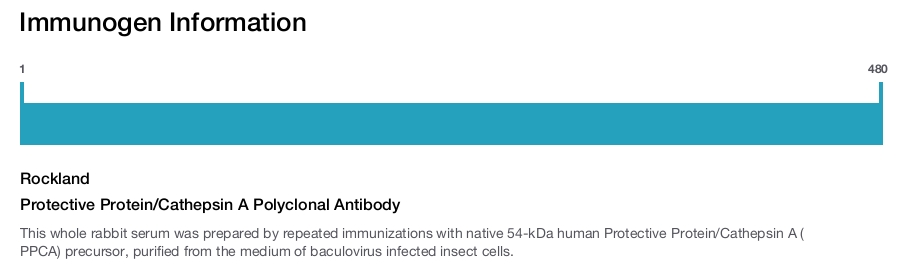 Protective Protein/Cathepsin A Polyclonal Antibody
