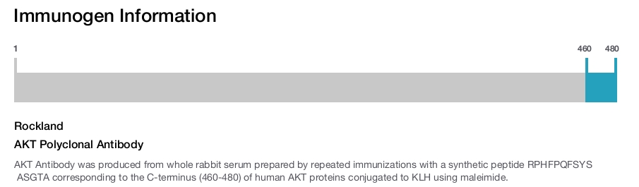 AKT Polyclonal Antibody