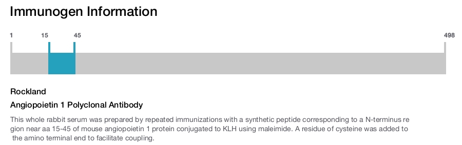Angiopoietin 1 Polyclonal Antibody