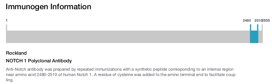 NOTCH 1 Polyclonal Antibody