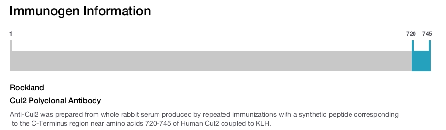 Cul2 Polyclonal Antibody