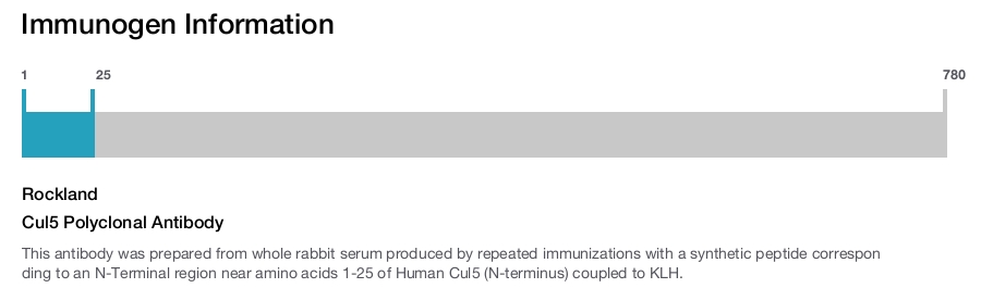 Cul5 Polyclonal Antibody
