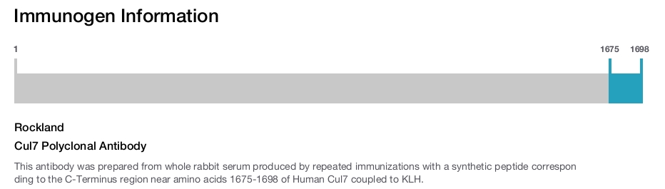 Cul7 Polyclonal Antibody
