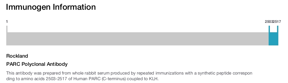 PARC Polyclonal Antibody