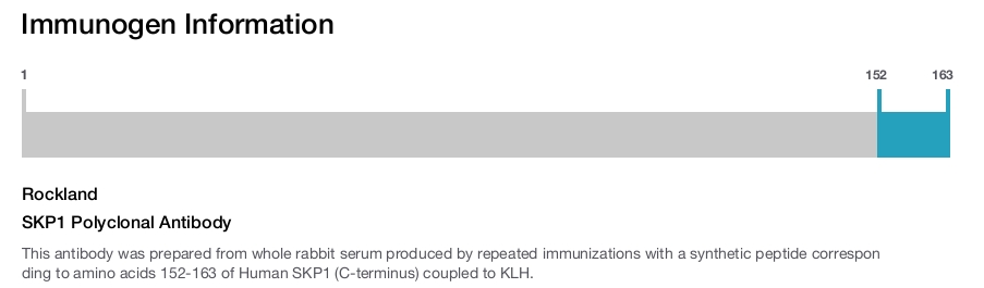 SKP1 Polyclonal Antibody