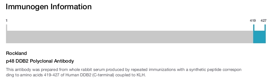 p48 DDB2 Polyclonal Antibody