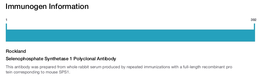Selenophosphate Synthetase 1 Polyclonal Antibody