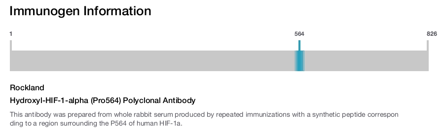 Hydroxyl-HIF-1-alpha (Pro564) Polyclonal Antibody