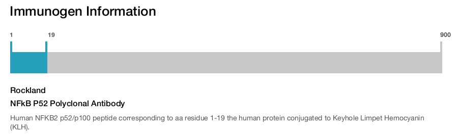 NFkB P52 Polyclonal Antibody