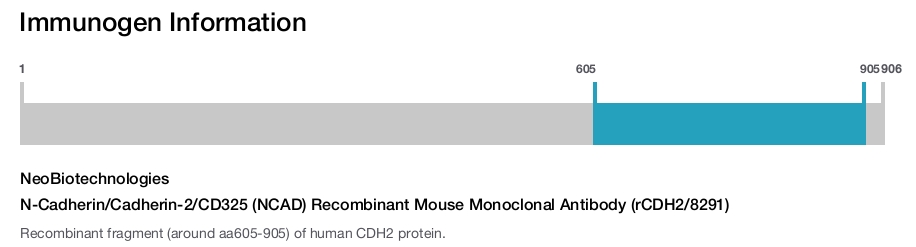 N-Cadherin/Cadherin-2/CD325 (NCAD) Recombinant Mouse Monoclonal Antibody (rCDH2/8291)