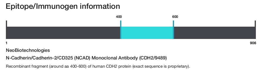 N-Cadherin/Cadherin-2/CD325 (NCAD) Monoclonal Antibody (CDH2/9489)