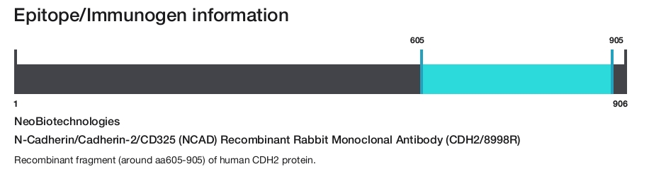 N-Cadherin/Cadherin-2/CD325 (NCAD) Recombinant Rabbit Monoclonal Antibody (CDH2/8998R)