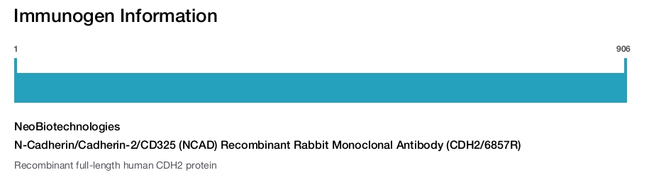 N-Cadherin/Cadherin-2/CD325 (NCAD) Recombinant Rabbit Monoclonal Antibody (CDH2/6857R)
