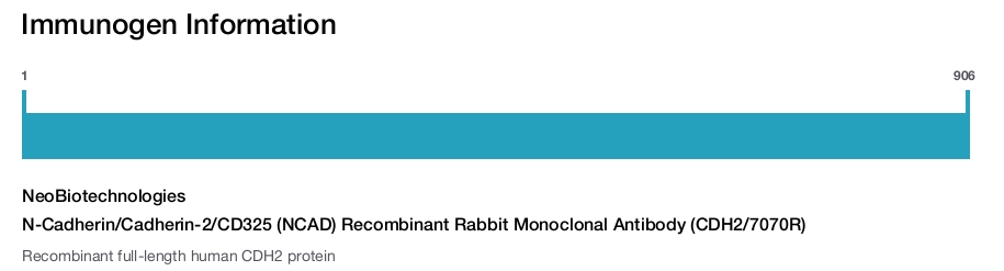 N-Cadherin/Cadherin-2/CD325 (NCAD) Recombinant Rabbit Monoclonal Antibody (CDH2/7070R)