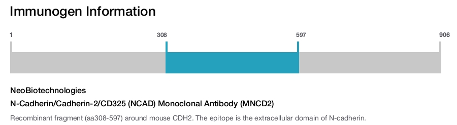 N-Cadherin/Cadherin-2/CD325 (NCAD) Monoclonal Antibody (MNCD2)