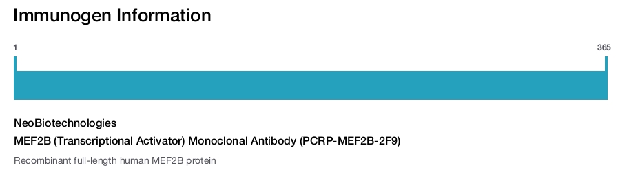 MEF2B (Transcriptional Activator) Monoclonal Antibody (PCRP-MEF2B-2F9)