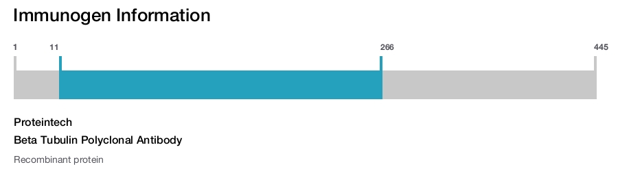 Beta Tubulin Polyclonal Antibody