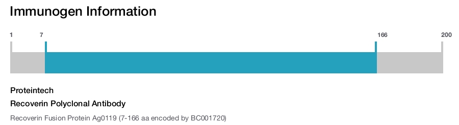 Recoverin Polyclonal Antibody