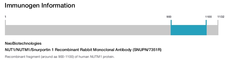 NUT1/NUTM1/Snurportin 1 Recombinant Rabbit Monoclonal Antibody (SNUPN/7351R)