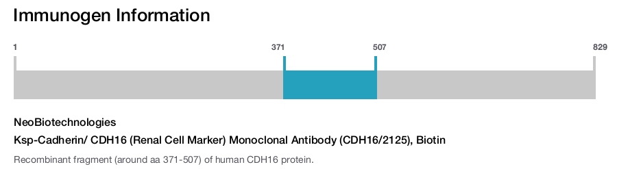 Ksp-Cadherin/ CDH16 (Renal Cell Marker) Monoclonal Antibody (CDH16/2125), Biotin