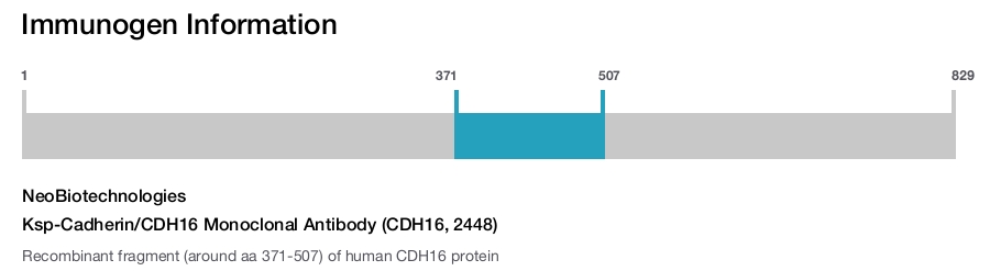 Ksp-Cadherin/CDH16 Monoclonal Antibody (CDH16, 2448)