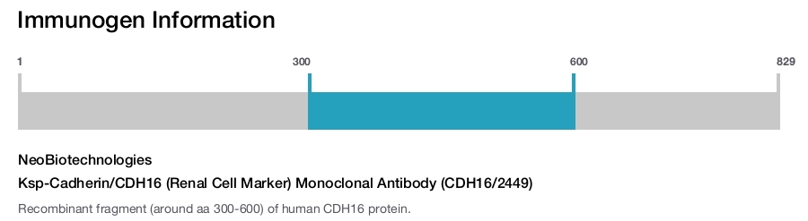 Ksp-Cadherin/CDH16 (Renal Cell Marker) Monoclonal Antibody (CDH16/2449)