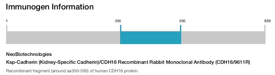 Ksp-Cadherin (Kidney-Specific Cadherin)/CDH16 Recombinant Rabbit Monoclonal Antibody (CDH16/9611R)