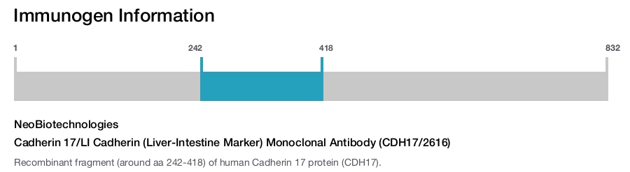 Cadherin 17/LI Cadherin (Liver-Intestine Marker) Monoclonal Antibody (CDH17/2616)