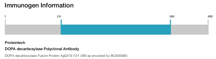 DOPA decarboxylase Polyclonal Antibody