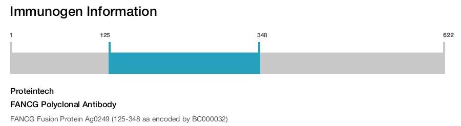 FANCG Polyclonal Antibody