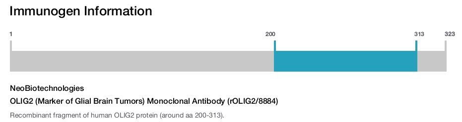OLIG2 (Marker of Glial Brain Tumors) Monoclonal Antibody (rOLIG2/8884)