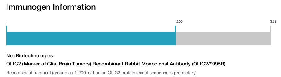 OLIG2 (Marker of Glial Brain Tumors) Recombinant Rabbit Monoclonal Antibody (OLIG2/9995R)