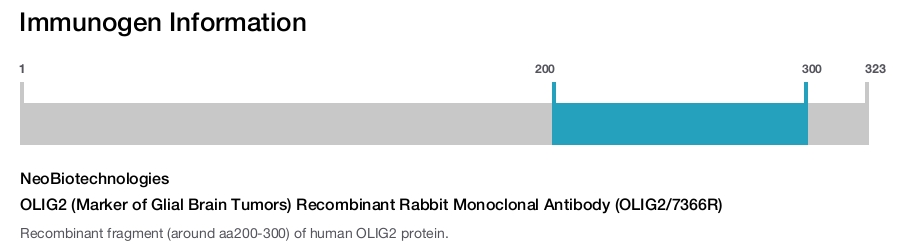 OLIG2 (Marker of Glial Brain Tumors) Recombinant Rabbit Monoclonal Antibody (OLIG2/7366R)