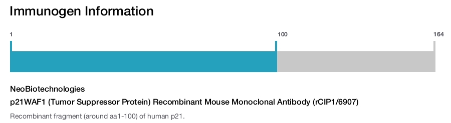 p21WAF1 (Tumor Suppressor Protein) Recombinant Mouse Monoclonal Antibody (rCIP1/6907)