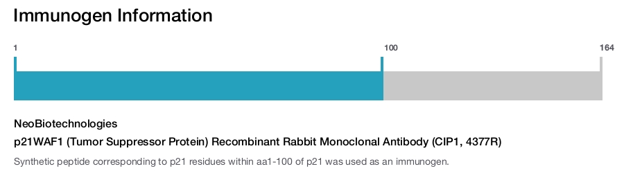 p21WAF1 (Tumor Suppressor Protein) Recombinant Rabbit Monoclonal Antibody (CIP1, 4377R)