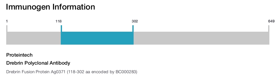 Drebrin Polyclonal Antibody